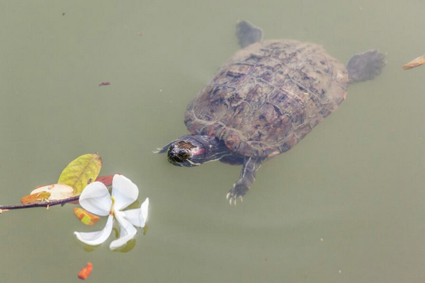 巴西龟能长多大