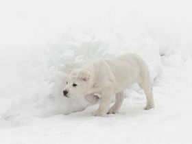 超大型犬