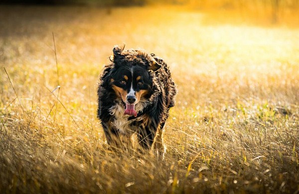 边境牧羊犬训练视频