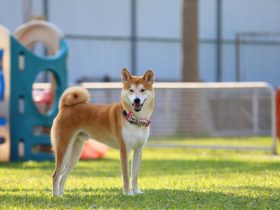 豆柴犬