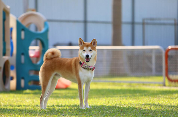 豆柴犬